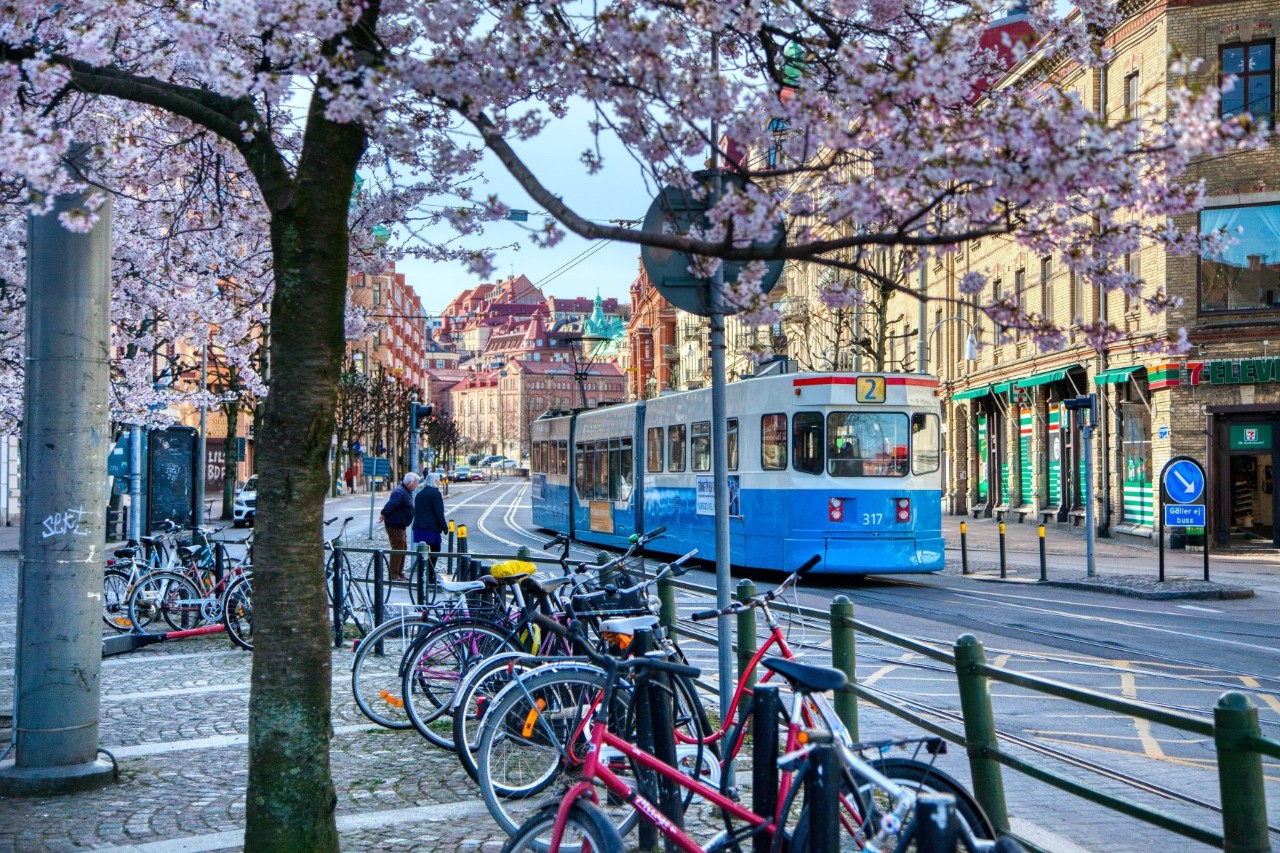 Tram in the city centre, colorful bicycles, cherry blossom trees 