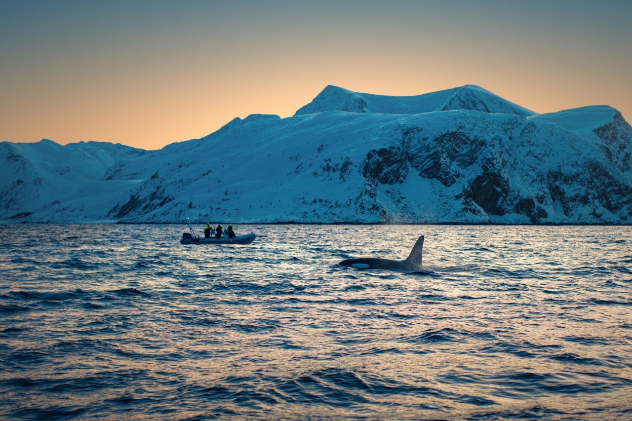 Whale safari © willyam/stock.adobe.com