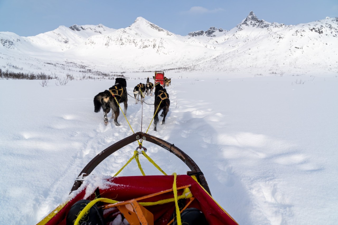 Dog sledge tour 