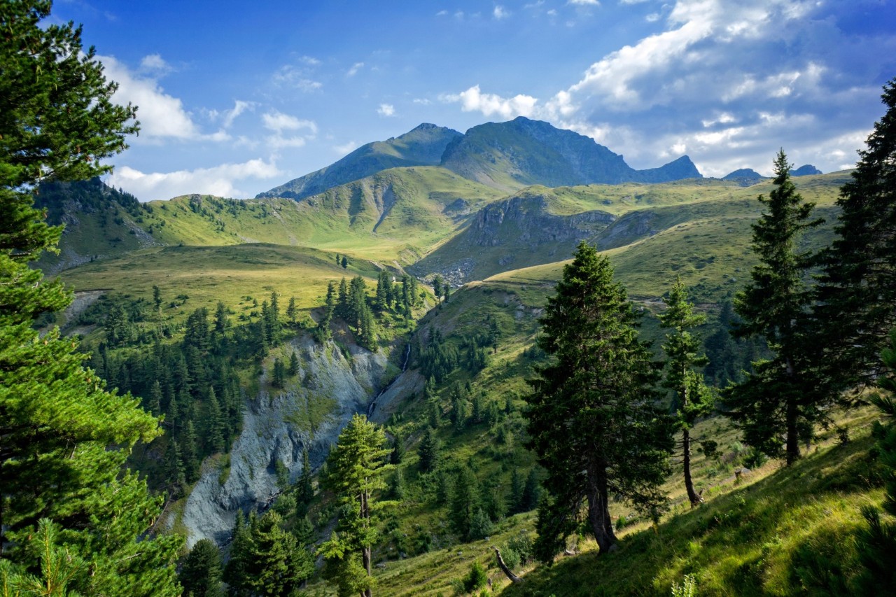 View of a high mountain on the horizon. Several green mountains stretch out in front of it. Dark green conifers stand in the foreground of the picture.