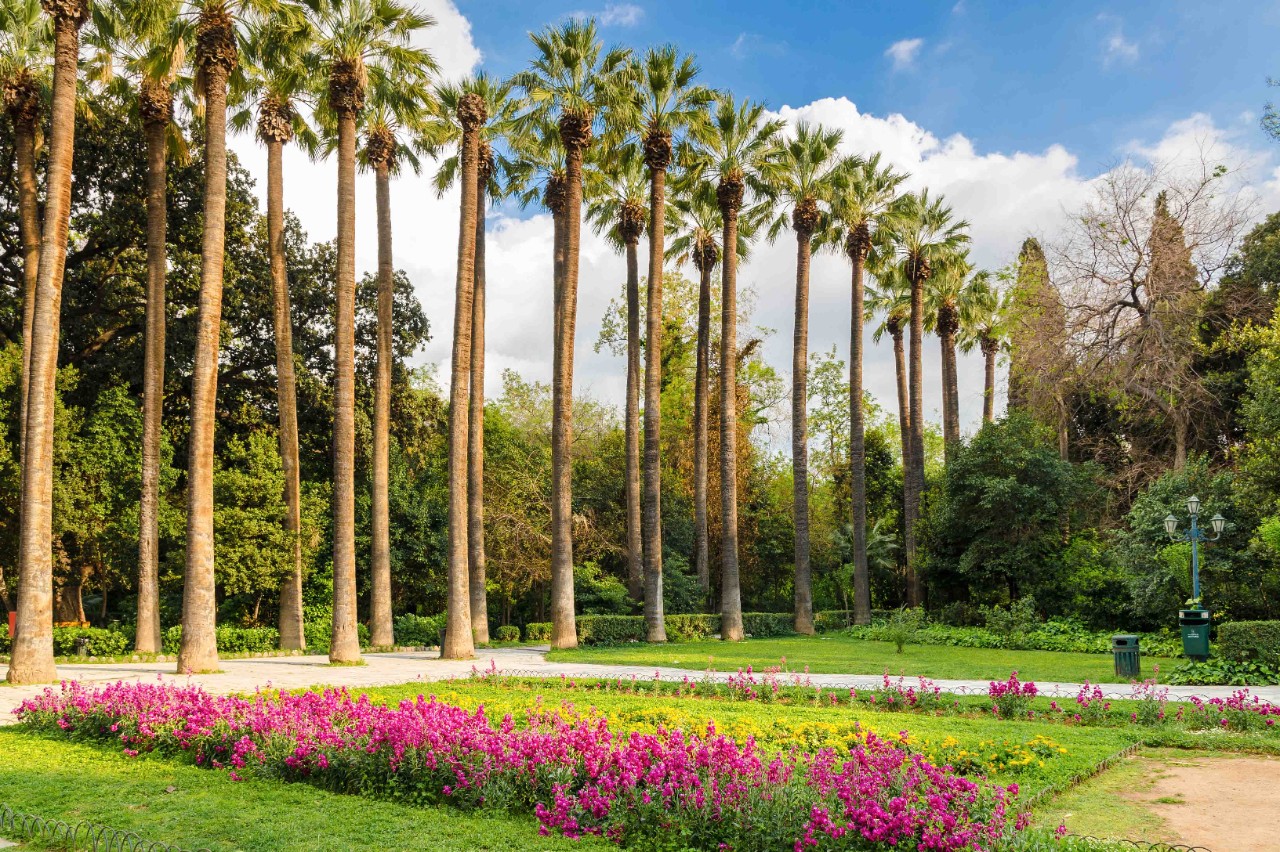 Tall palm trees in the National Garden on a sunny day.