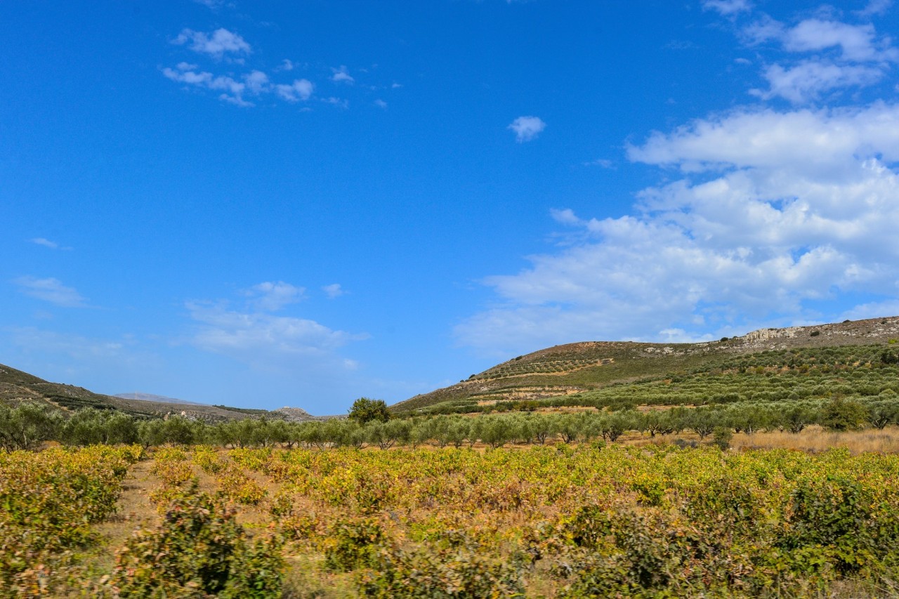 Frontal view of a wine-growing region with green vines. The landscape in the background is hilly. The sky is blue with a few cumulus clouds.