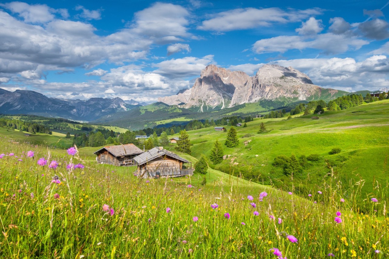 A large, lush, green, flowering mountain meadow with two mountain huts. The meadow extends over a wide, hilly landscape. A mountain range rises in the background.