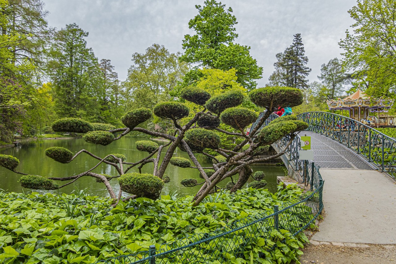 Picture detail of a park. A shimmering green lake, which is crossed by a curved bridge with ornate railings, can be seen in the centre of the picture. An old carousel is visible at the right rear edge of the picture. In the foreground, slightly obscuring the lake, is an unusual tree with several crowns hanging like green balls from its curved branches. This tree sticks out of dense, green bushes. There are several trees on the other side of the lake.