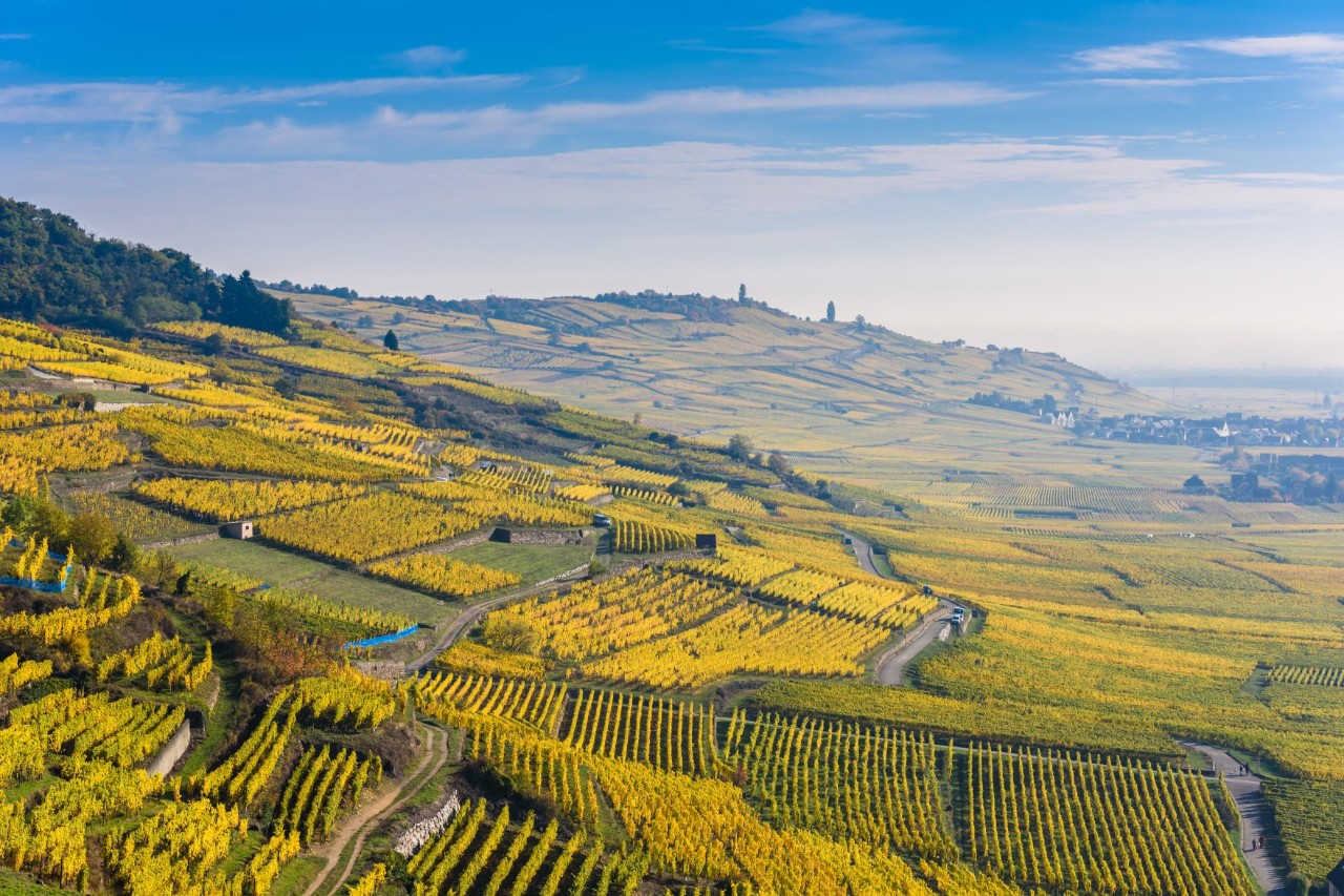 An expansive vineyard landscape with rolling hills in bright yellow colours. Rows of vines and small paths stretch across numerous vineyards to the horizon.