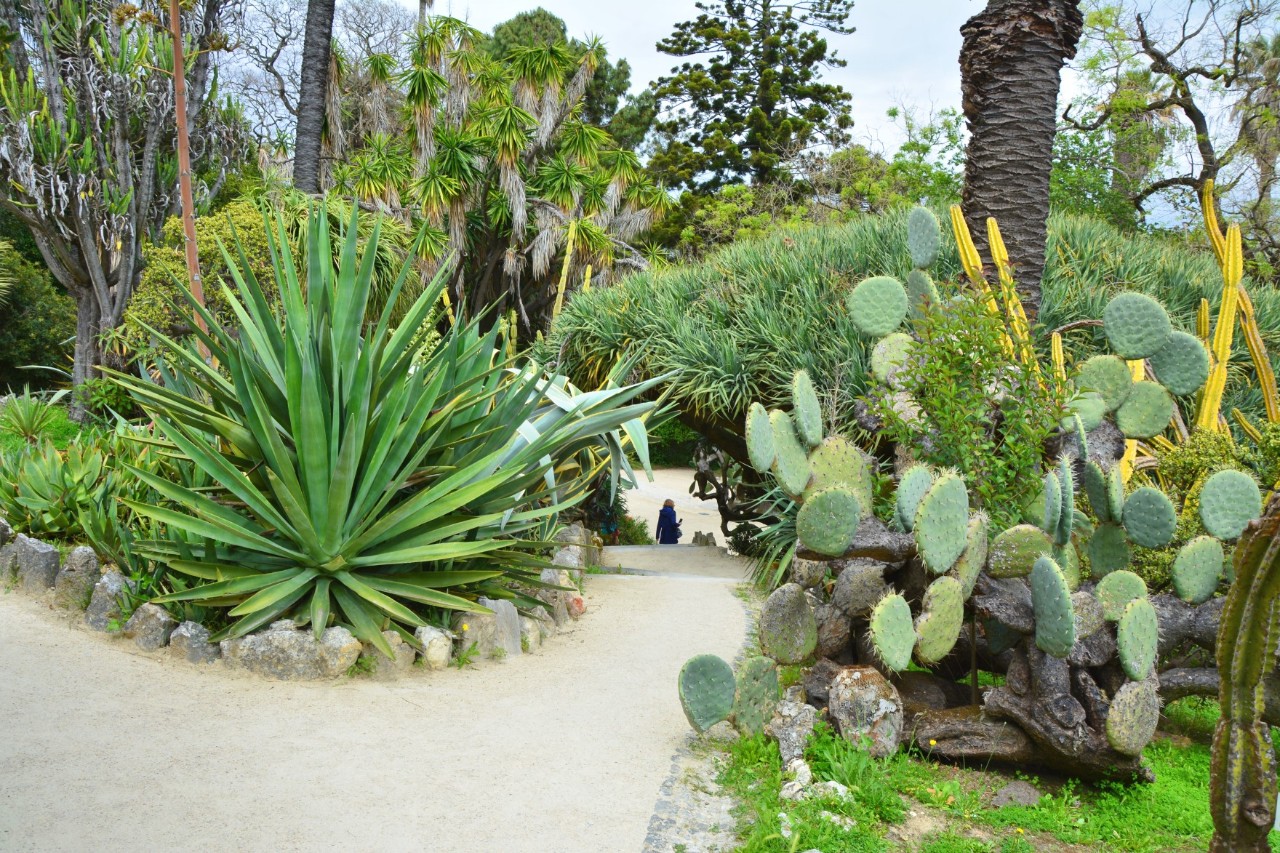 Cacti and other plants at the Jardim Botânico