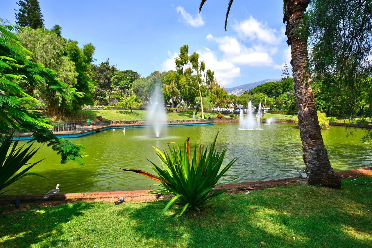 An artificial lake with water fountains, surrounded by lots of green plants and trees 