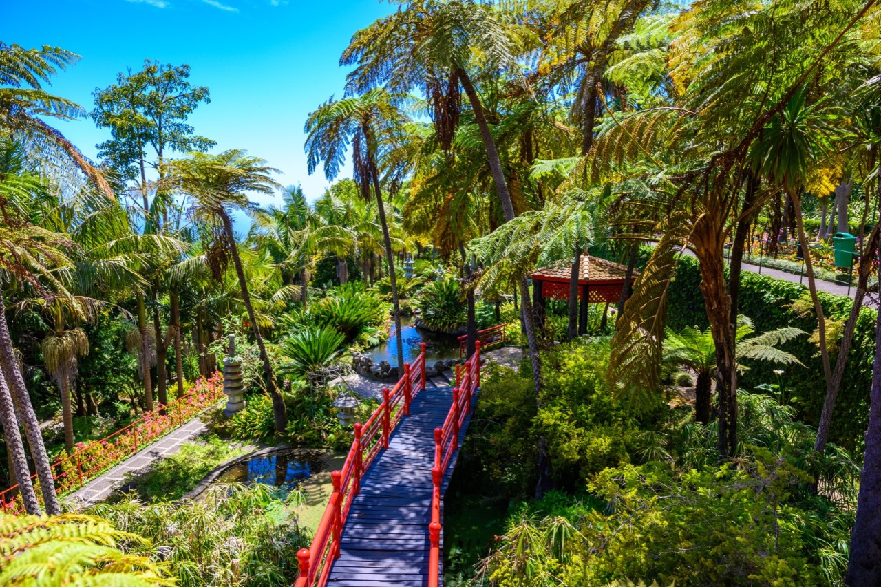 : View from above of a garden with footbridges and lots of plants, especially palm trees 