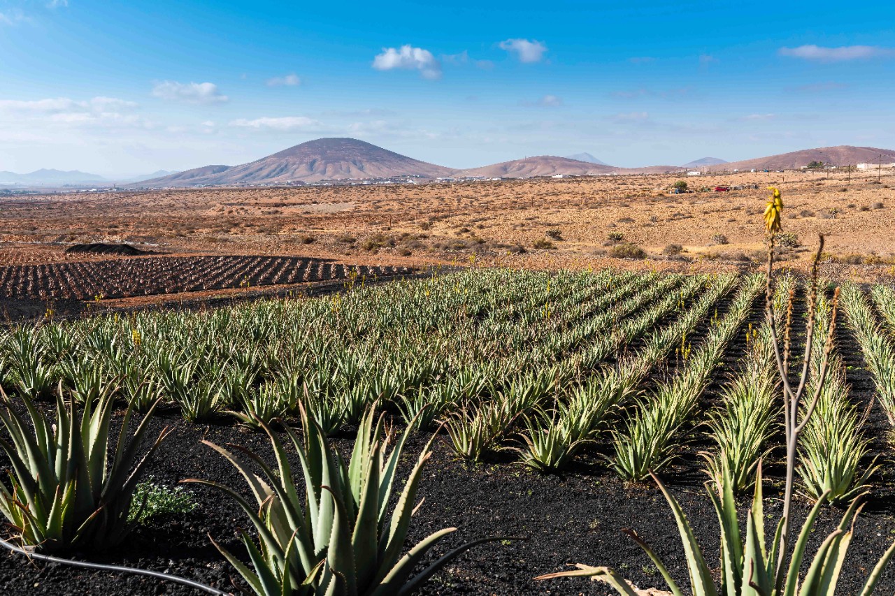 Aloe vera field with mountains in the background under clear sky.