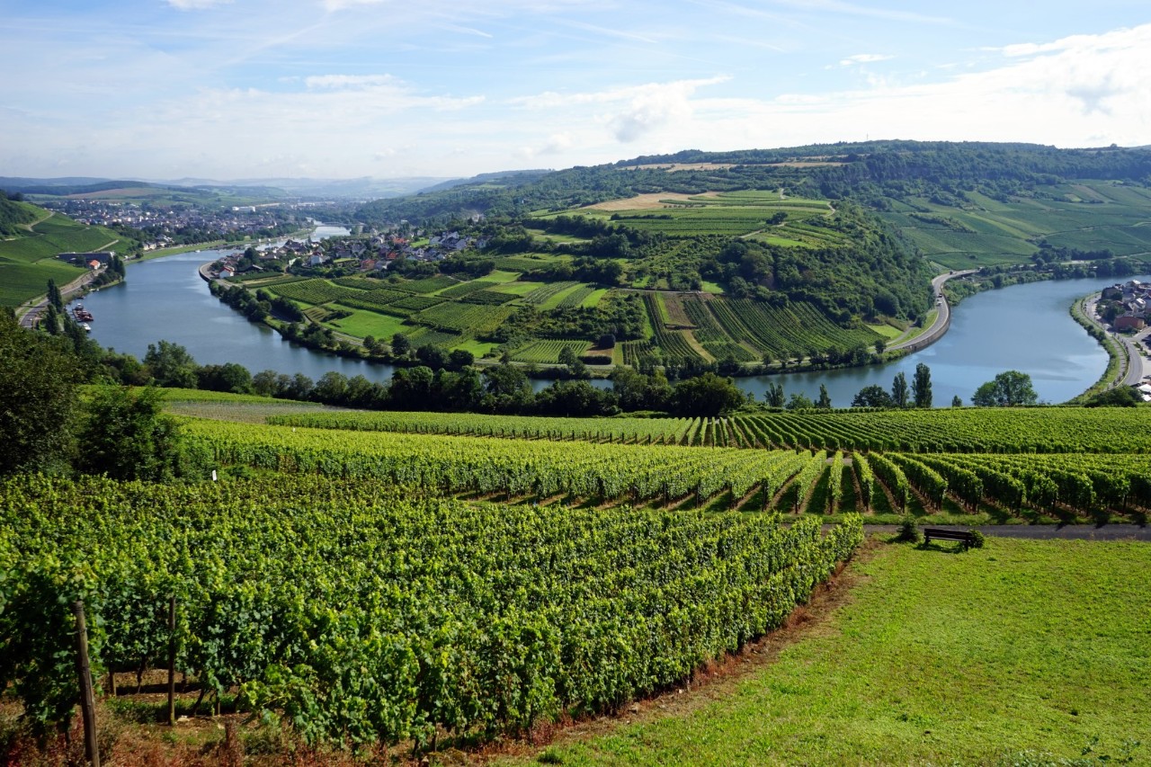 View of green vineyards, meadows and forests around the Moselle River 