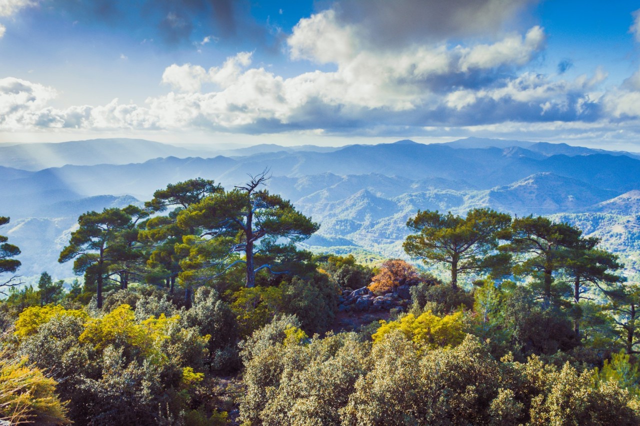 View over trees and bushes illuminated by the sun to a mountain range in the background. The blue sky is slightly cloudy.