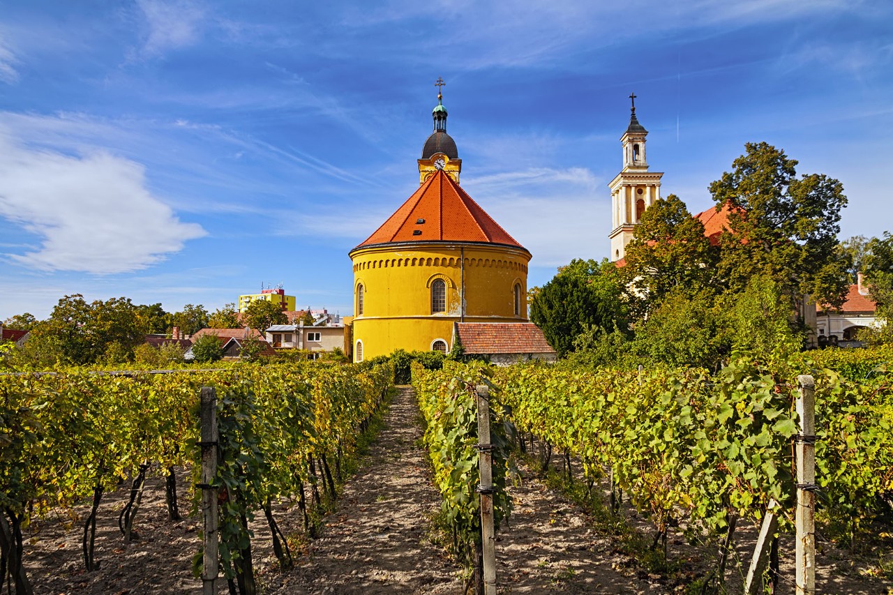 Vines on a gently sloping hillside in the sunlight. In the background are a small, yellow, round church with a red roof, houses, and trees.