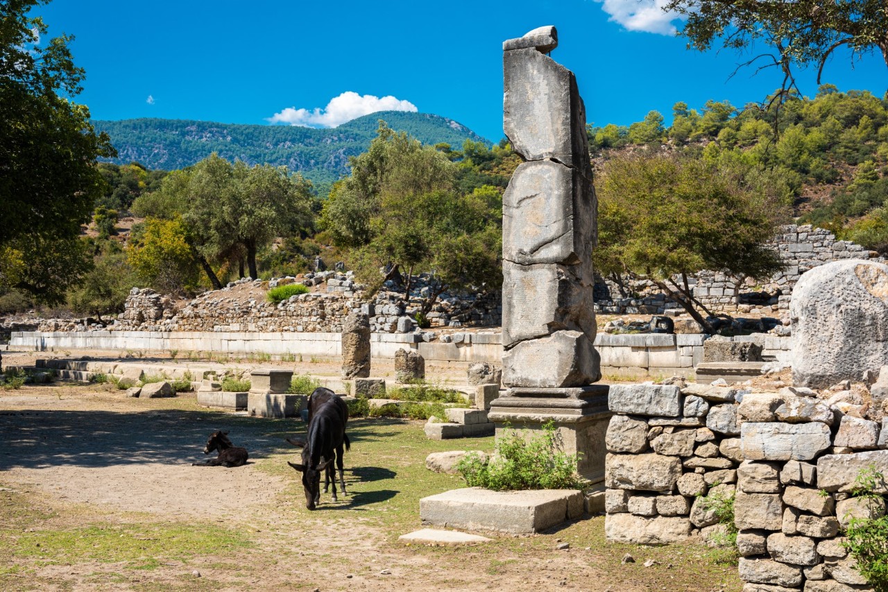 A ruined site with stone bases, remnants of walls and stones scattered around. Two black donkeys stand among the ruins and green trees can be seen in the background.