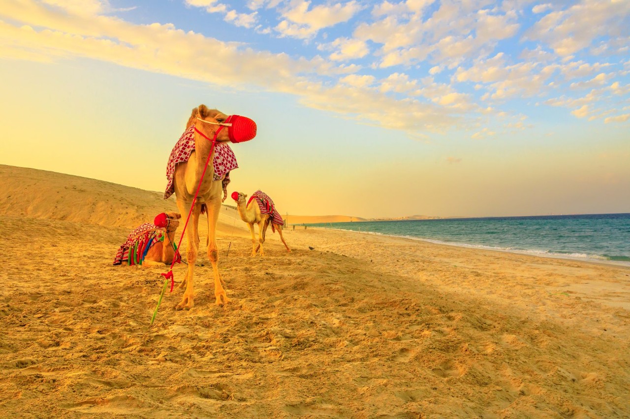 Camels standing on the sandy beach in sunny weather.