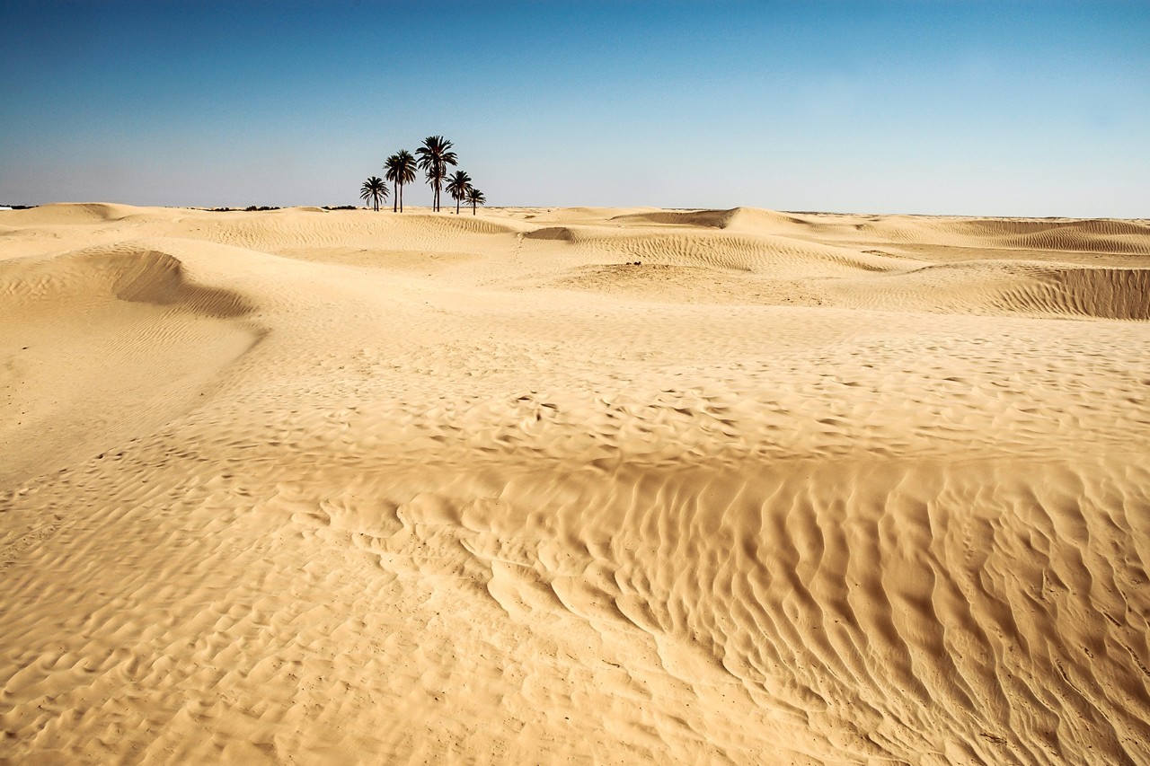 Wide desert landscape with golden yellow sand dunes and a small group of palm trees on the horizon under a clear blue sky.