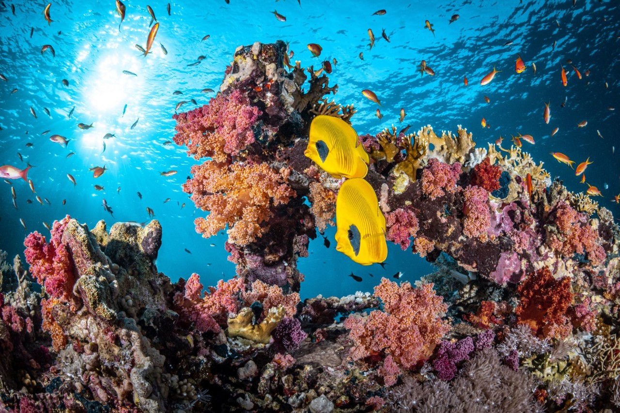 Underwater landscape with colourful corals and fish. Two yellow butterfly fish are in the foreground, surrounded by many small fish, while sunbeams pierce the blue water surface.