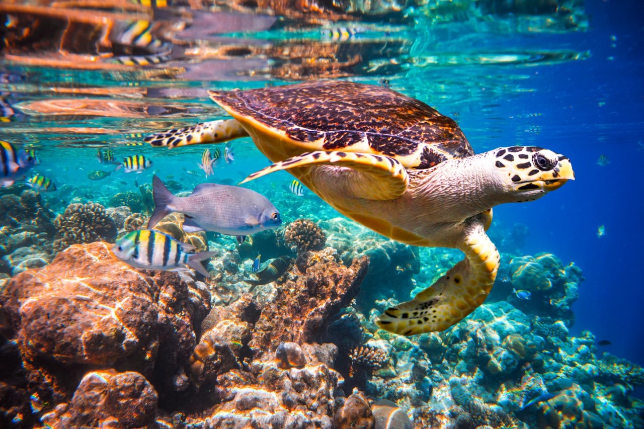 A sea turtle swimming through clear turquoise water above a coral reef. It is surrounded by colourful fish, including striped and gray ones.