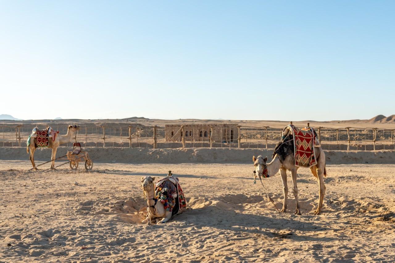 Three camels in a desert landscape. Two camels are standing, while one is sitting. They are adorned with colourful saddle blankets, and one is tied to a small cart. In the background, a small, single-story house with a flat roof and a fence is visible.
