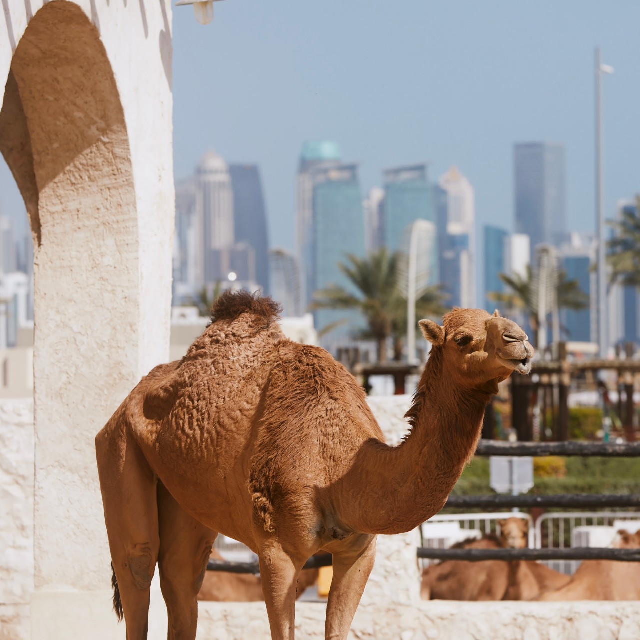 Find out more about: Destination Doha