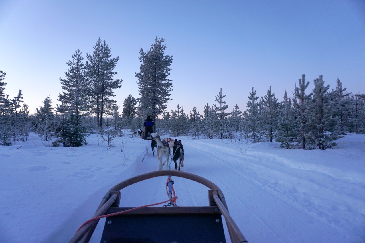View from a dog sled onto a snow-covered forest landscape. Dogs pull the sled along a narrow winter trail.