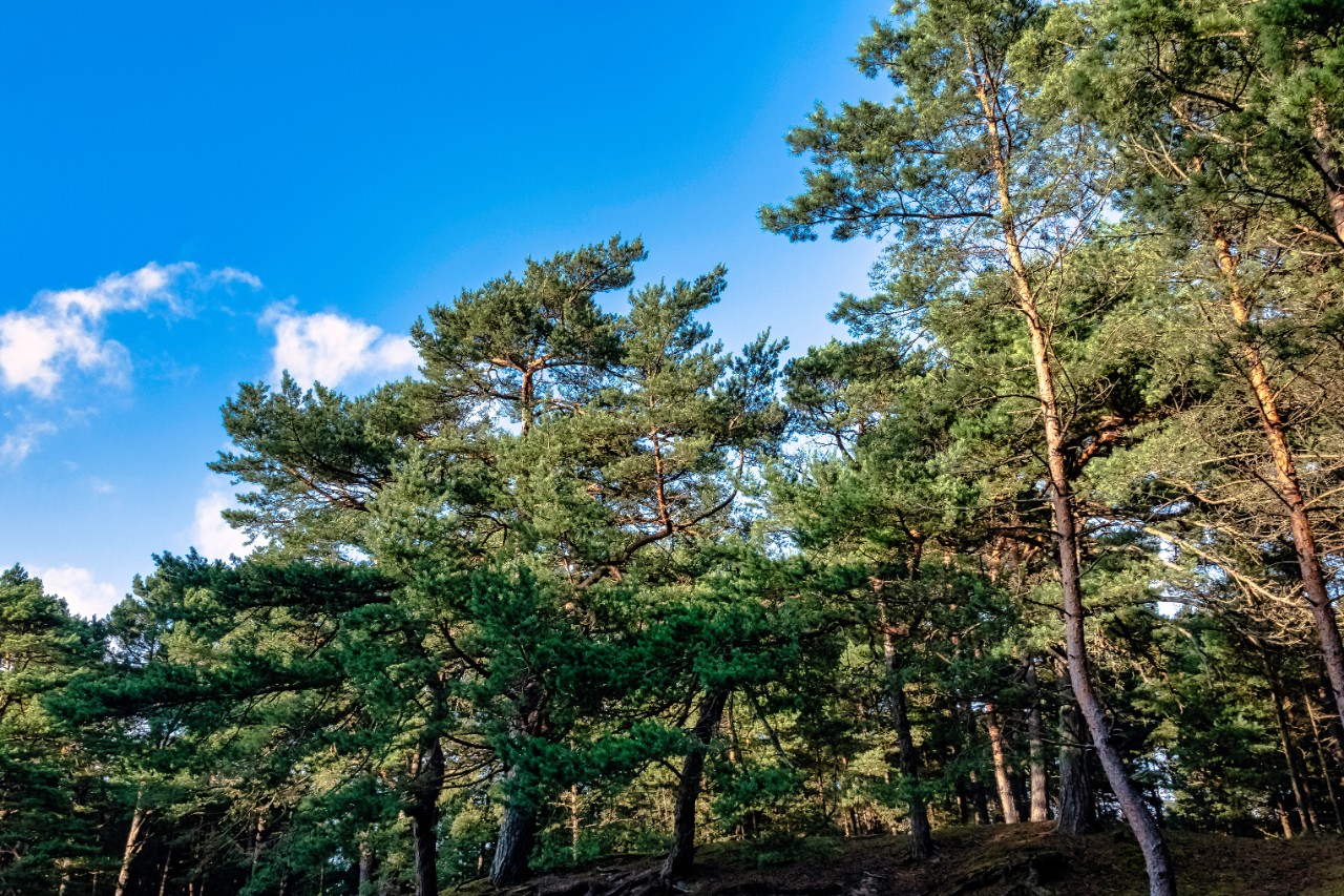 Dense green forest in Kampinos National Park.