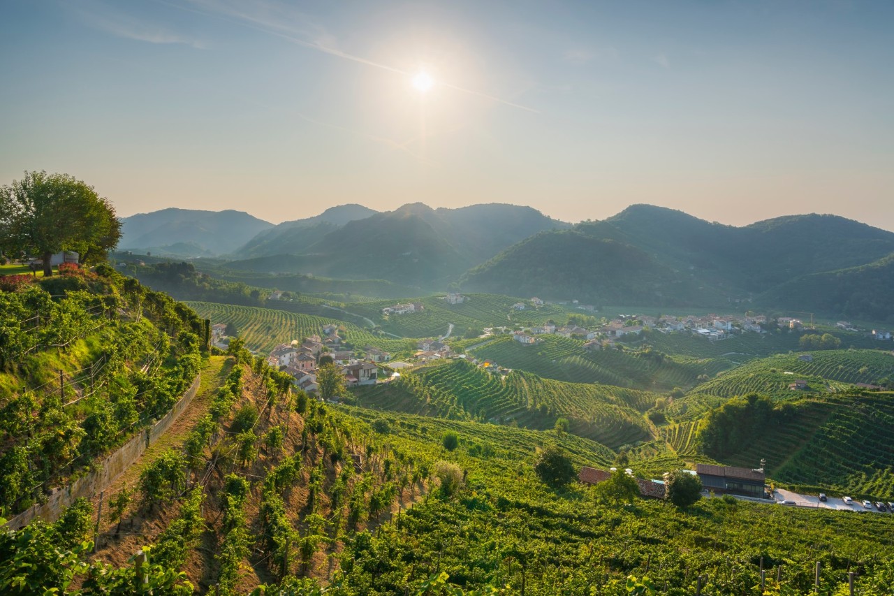 Sunny hilly landscape with green vineyards and a small village in the valley, surrounded by gentle mountains. 