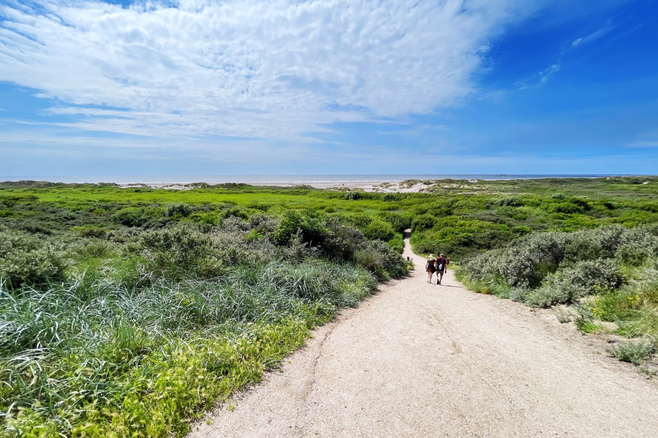 Dune landscape and wide sandy beach on the North Sea coast.