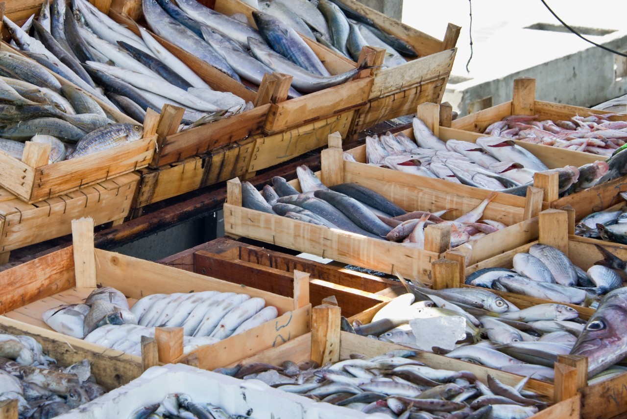 Boxes full of fish at a market.