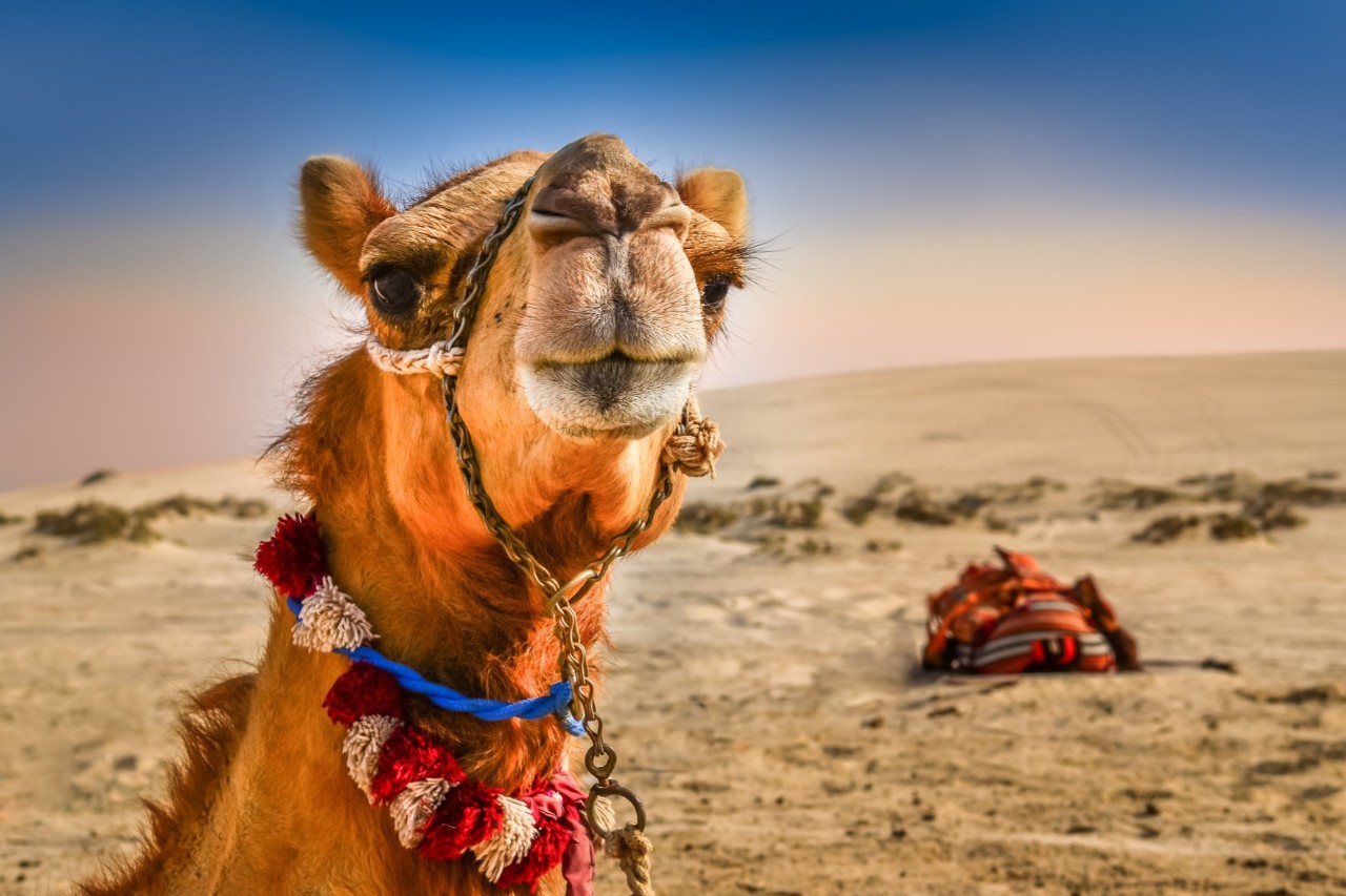 A camel looks into the camera