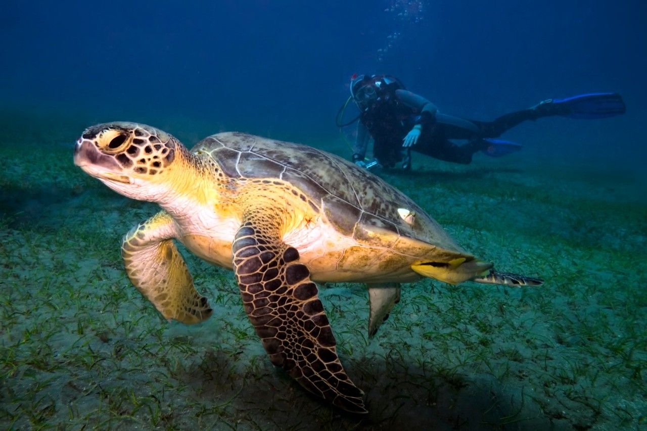 Turtle underwater, diver in the background 