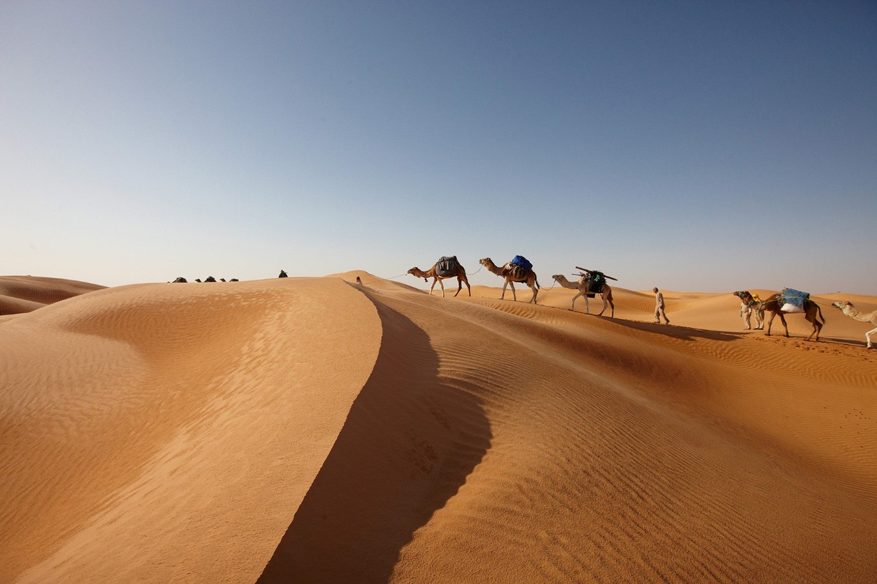 A caravan of several camels crosses a large sand dune in the middle of a wave-like desert landscape under a blue sky.