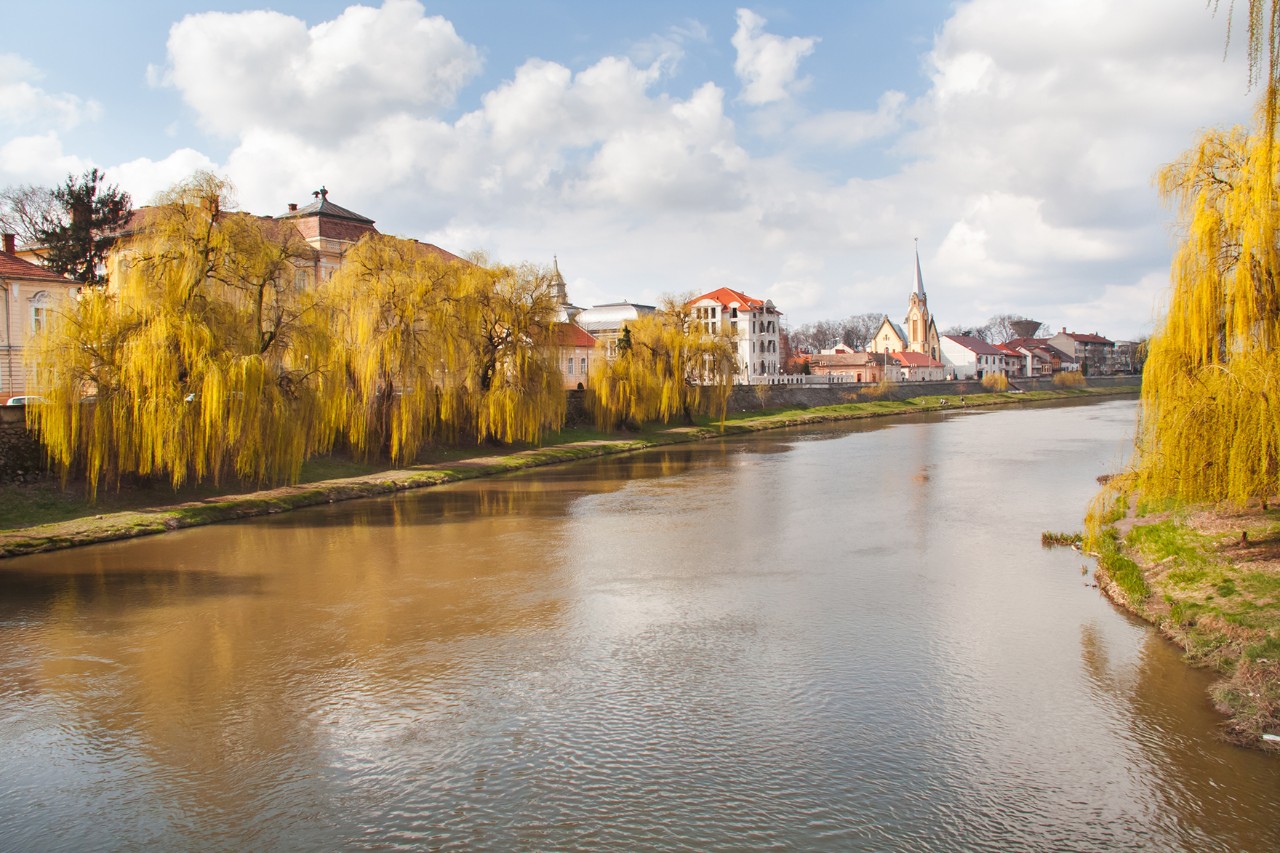 A wide river with yellow flowering trees on the bank and historic buildings with a church tower in the background under a slightly cloudy sky.
