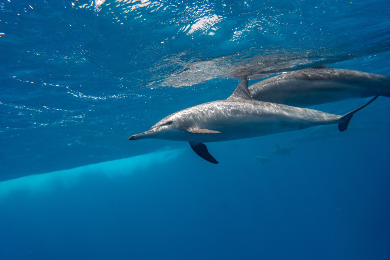 Two dolphins swimming near the surface of the water in a clear, deep blue sea. More dolphins can be seen dimly in the background.