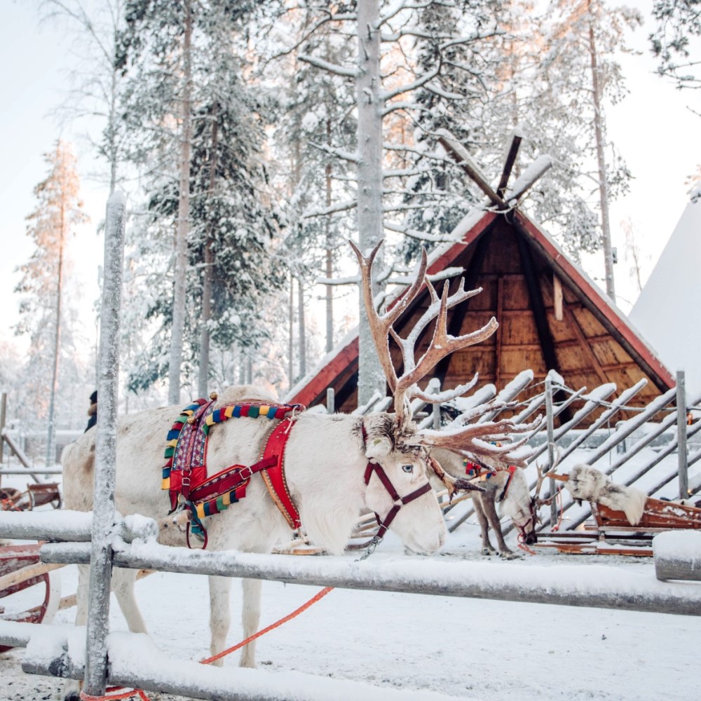 A snowy forest, a decorated reindeer in the foreground, a hut in the background