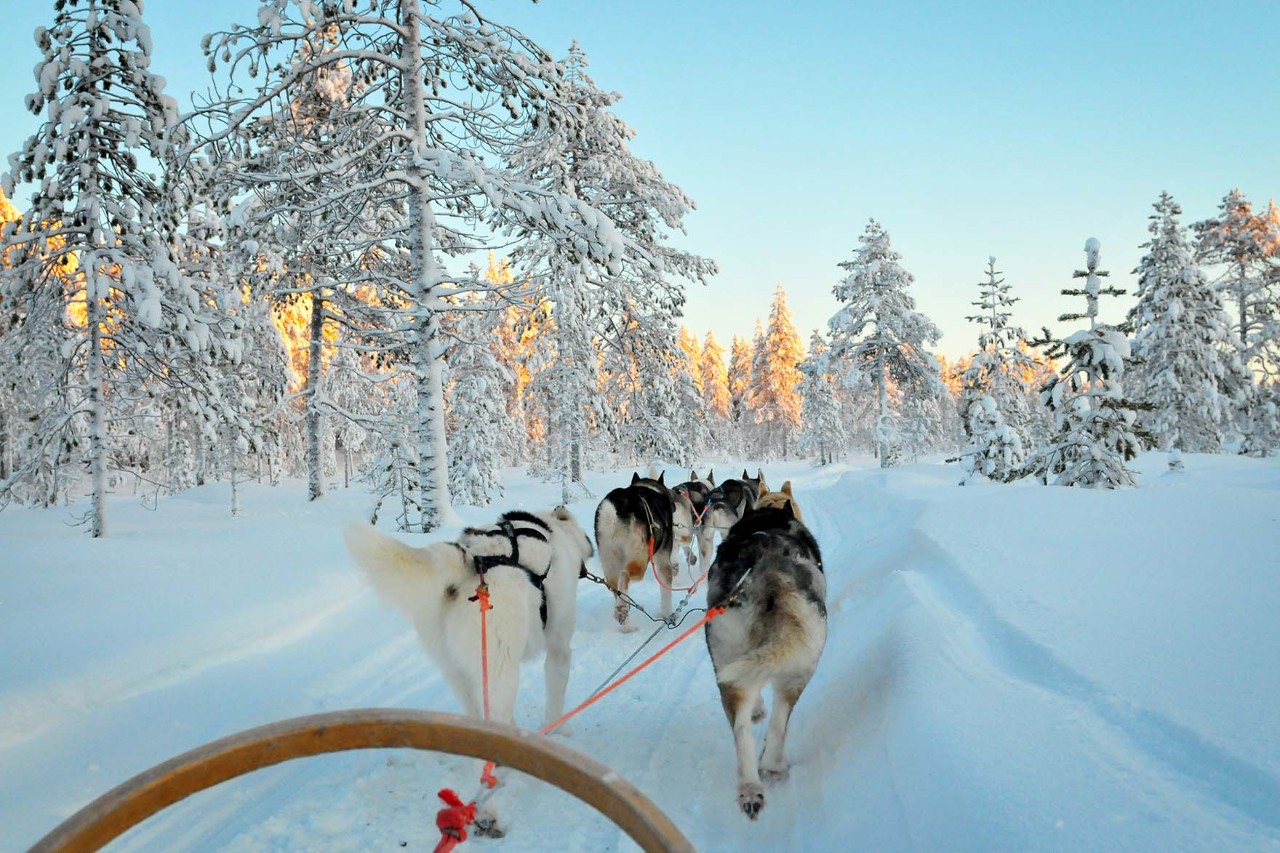 Sled dogs pull a sled through the snow-covered landscape of Finnish Lapland.
