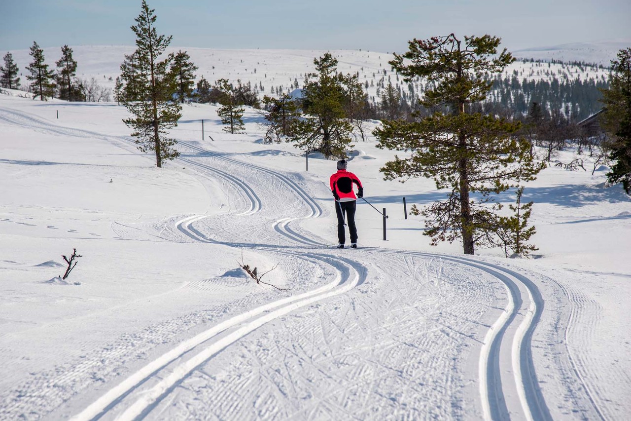 A woman is cross-country skiing through Finnish Lapland.