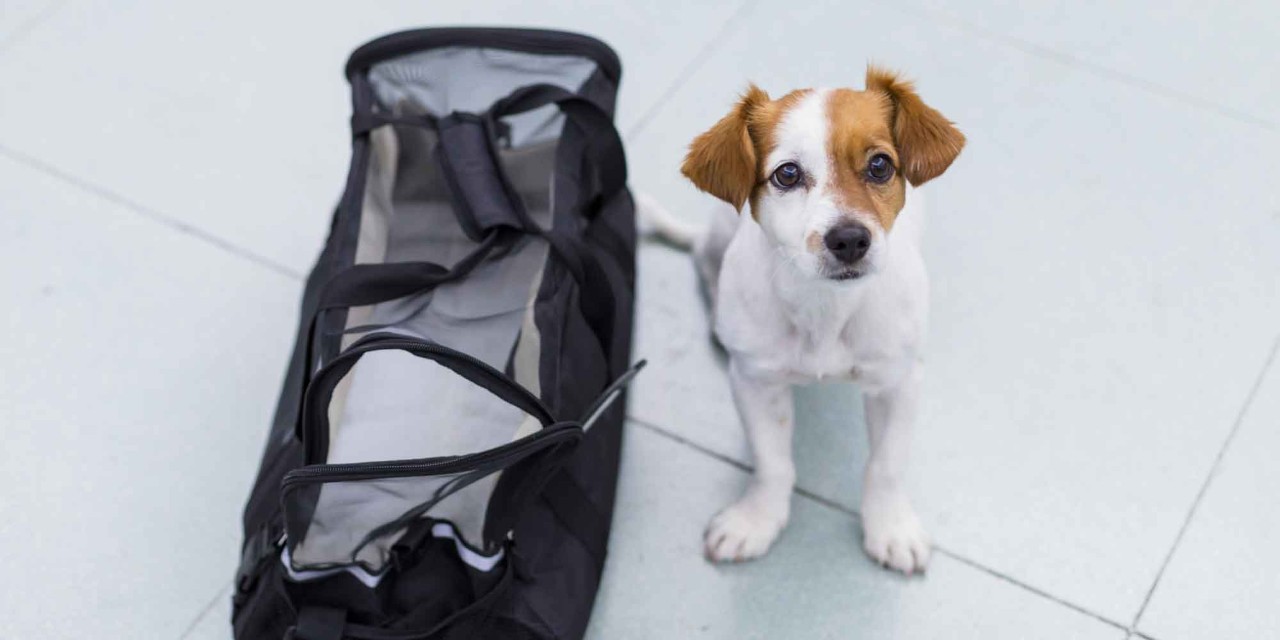 KleiSmall dog sits next to a travel bag