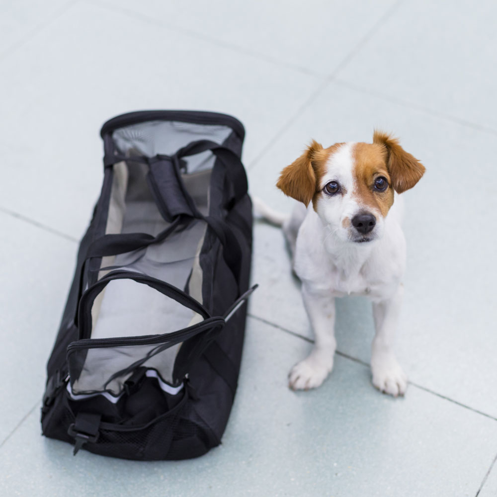 Small dog sits next to a travel bag