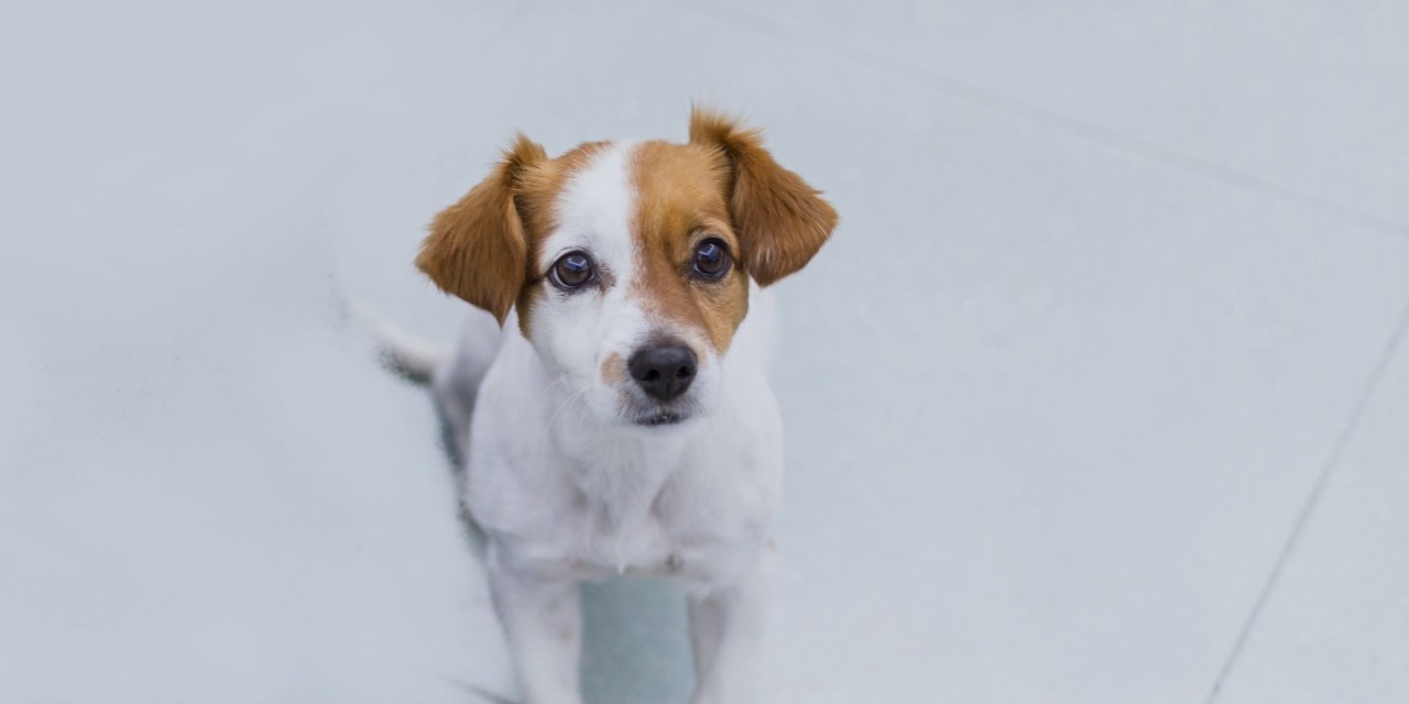Dog looks at the photographer.