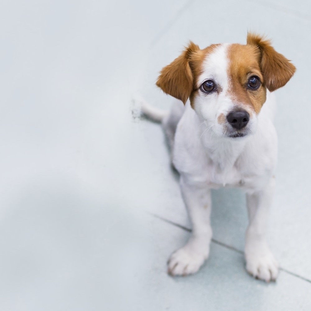 Dog looks at the photographer.