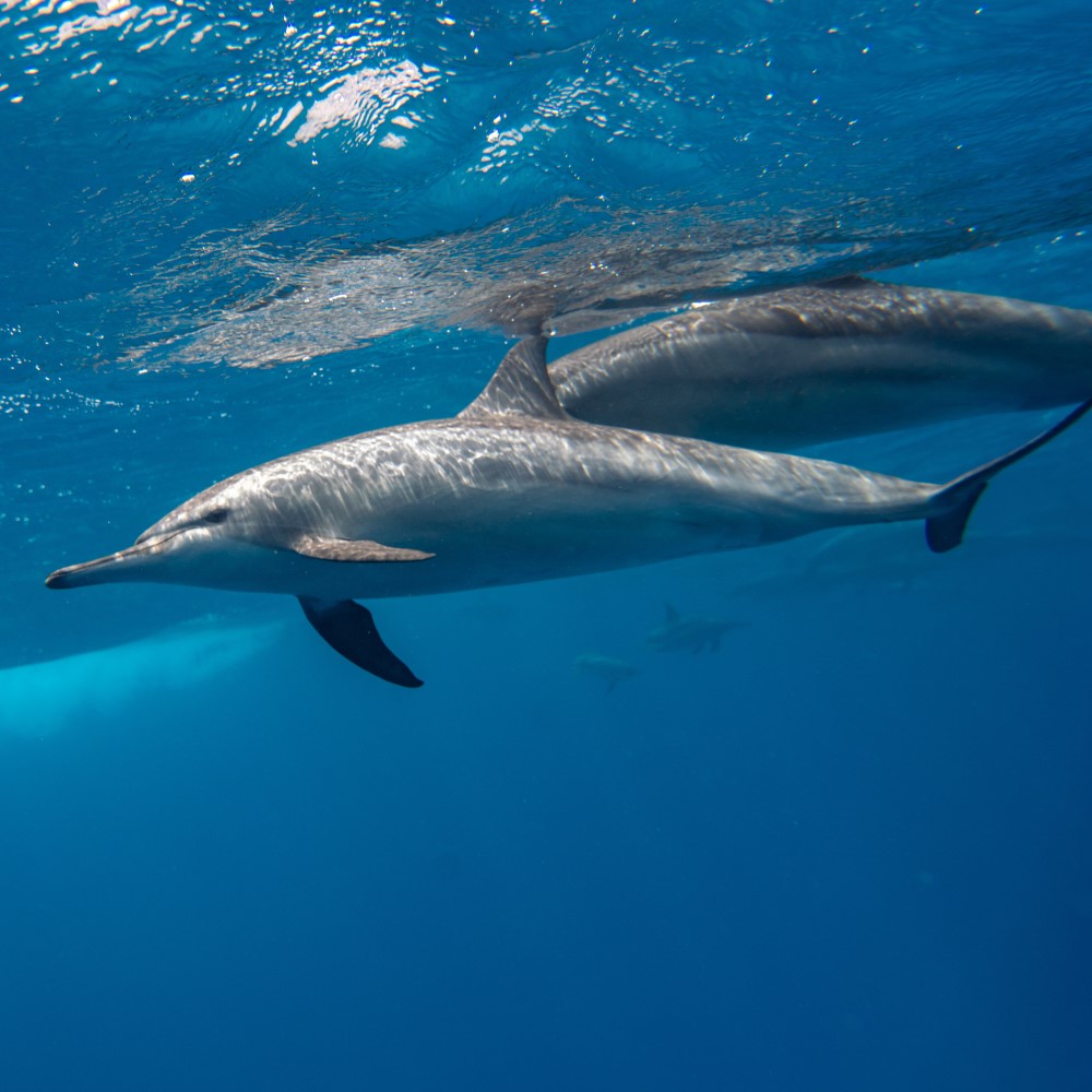 Learn more about: Destination Marsa Alam